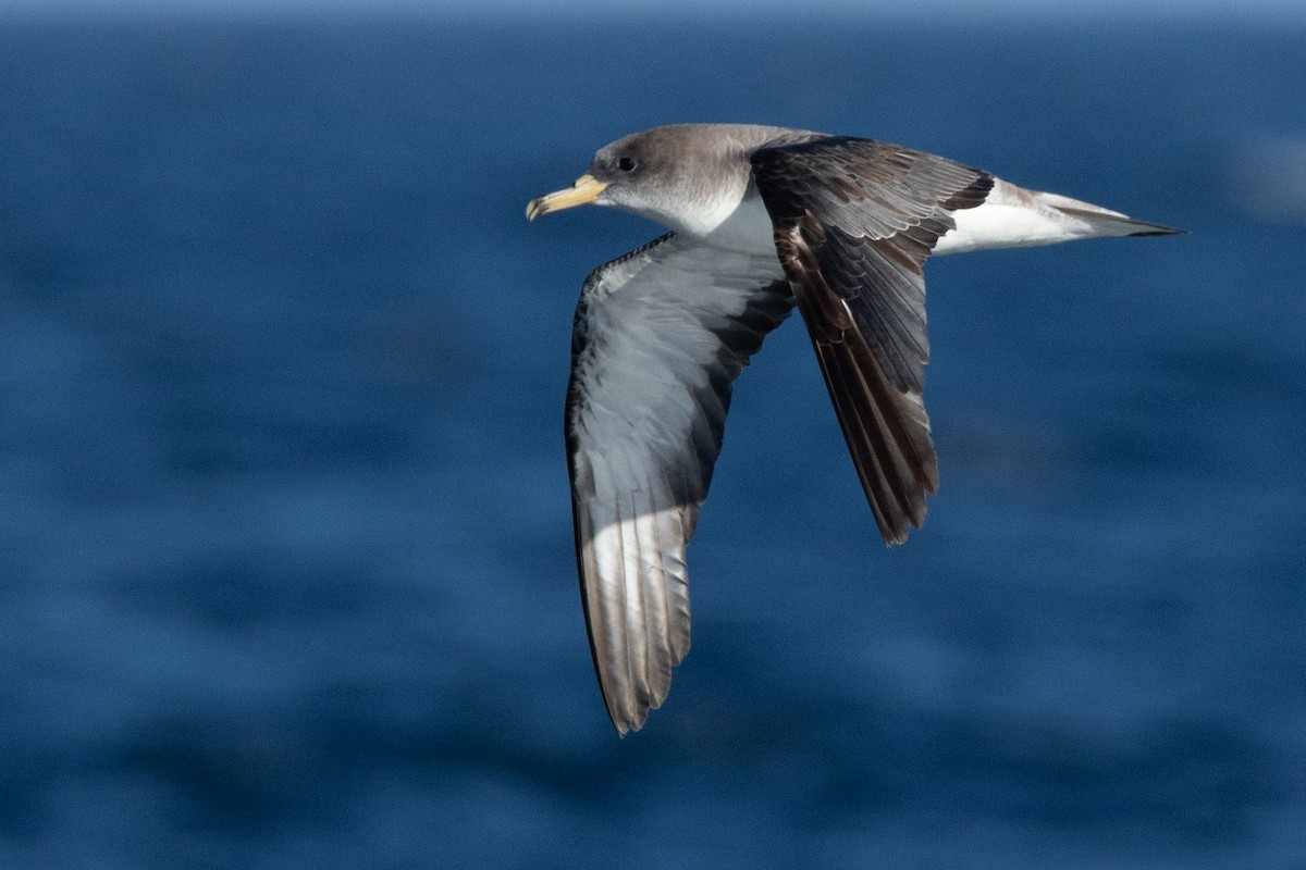 Scopoli's Shearwater - ML641966827