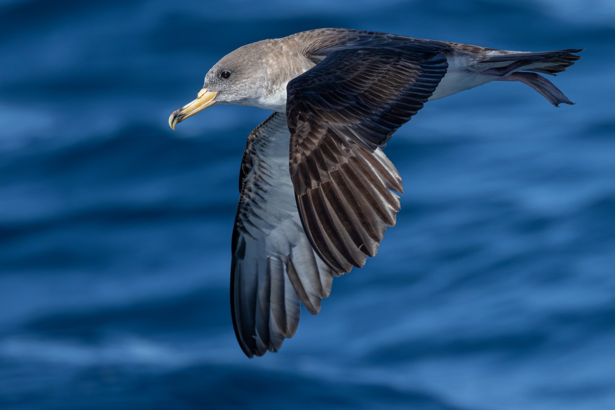 Scopoli's Shearwater - ML641966828