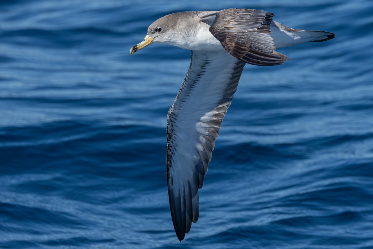 Scopoli's Shearwater - ML641966829