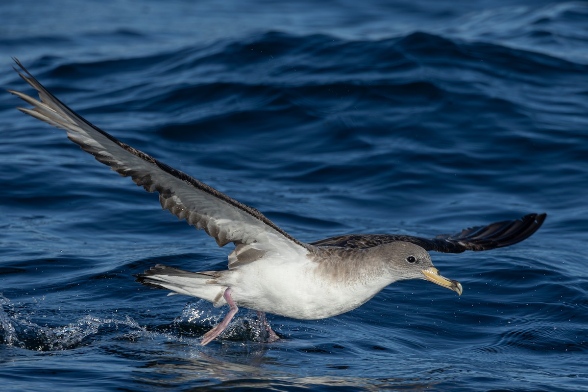 Scopoli's Shearwater - ML641966830