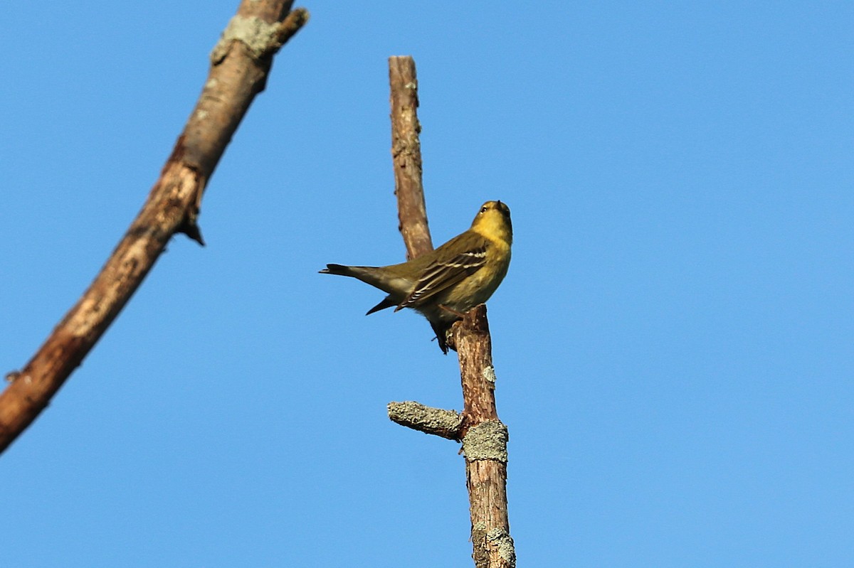 Blackpoll Warbler - ML641966852