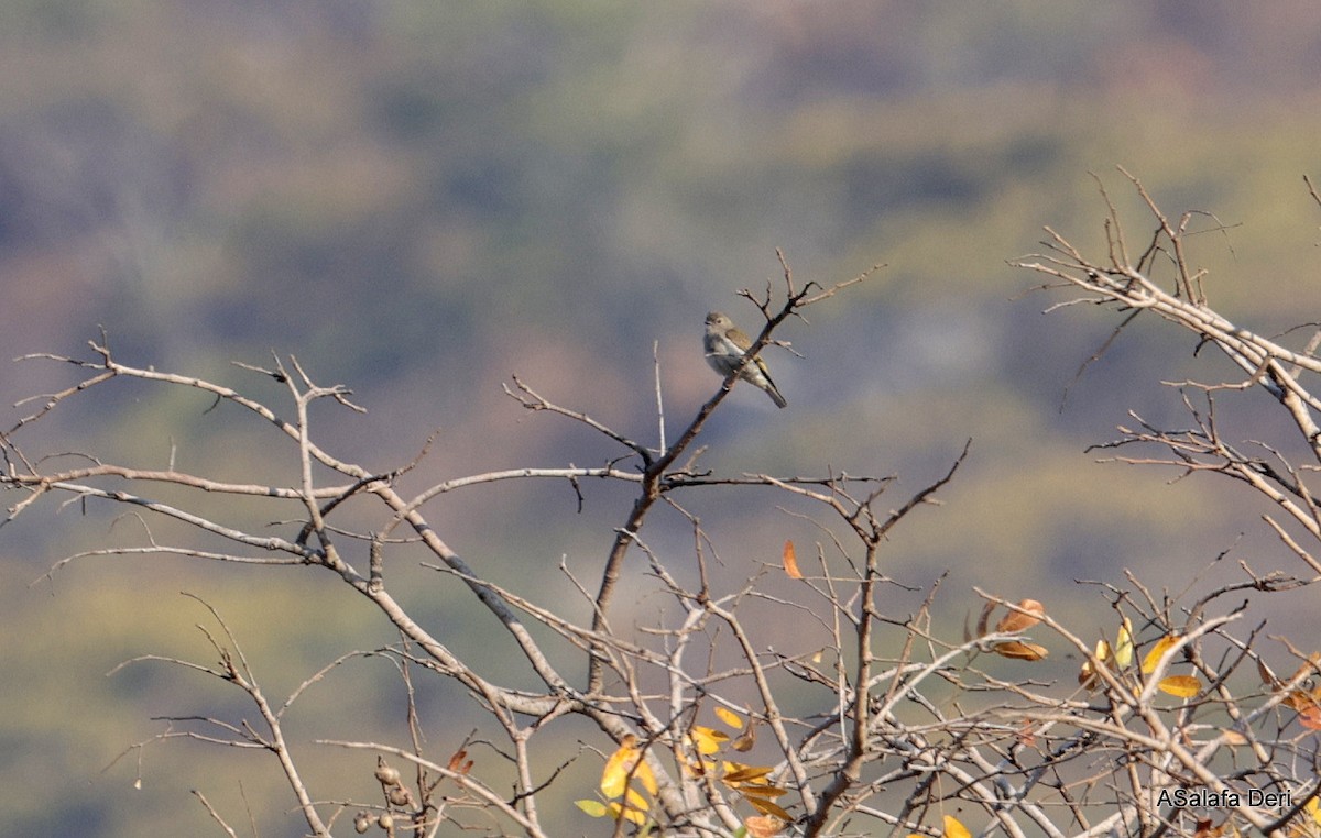 Green-backed Honeybird - ML641966853