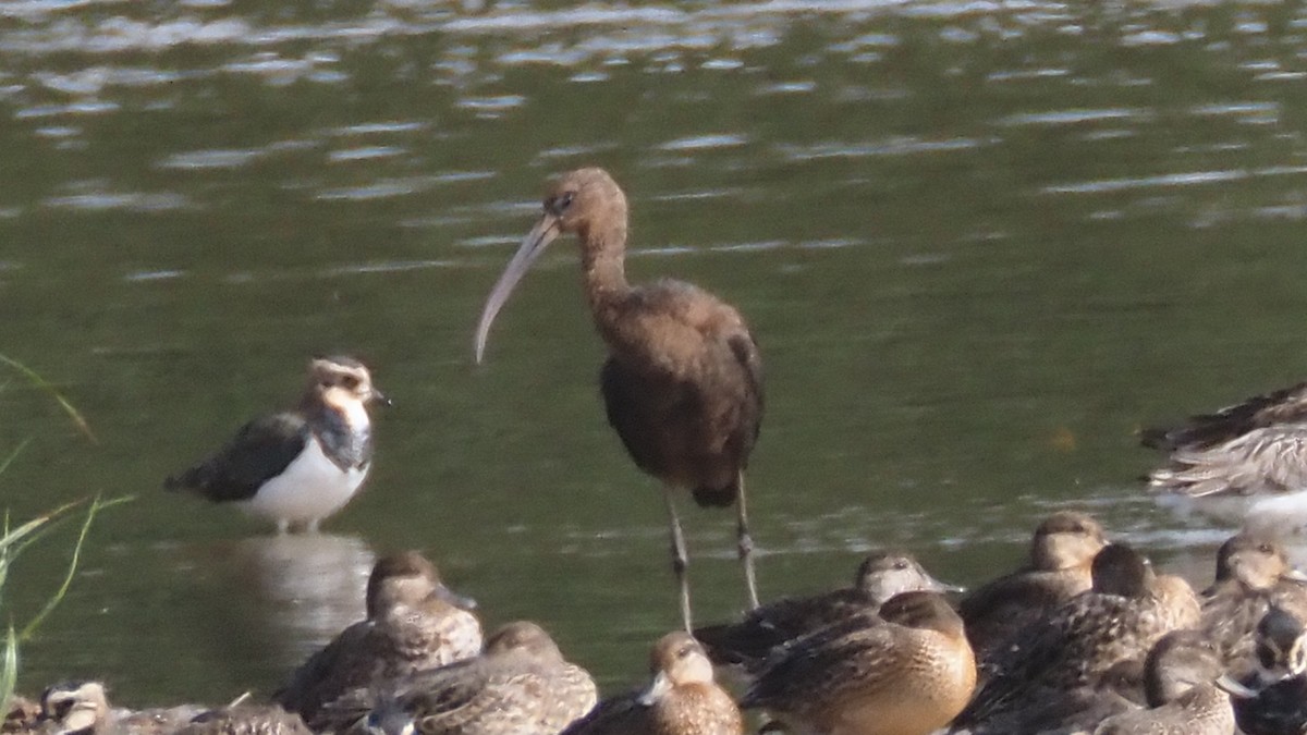 Glossy Ibis - ML641966854