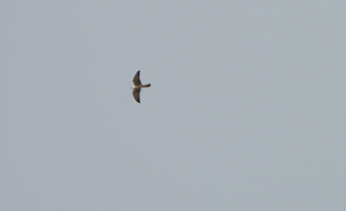 Red-footed Falcon - ML641966856