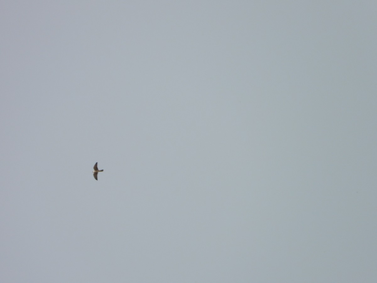 Red-footed Falcon - ML641966858