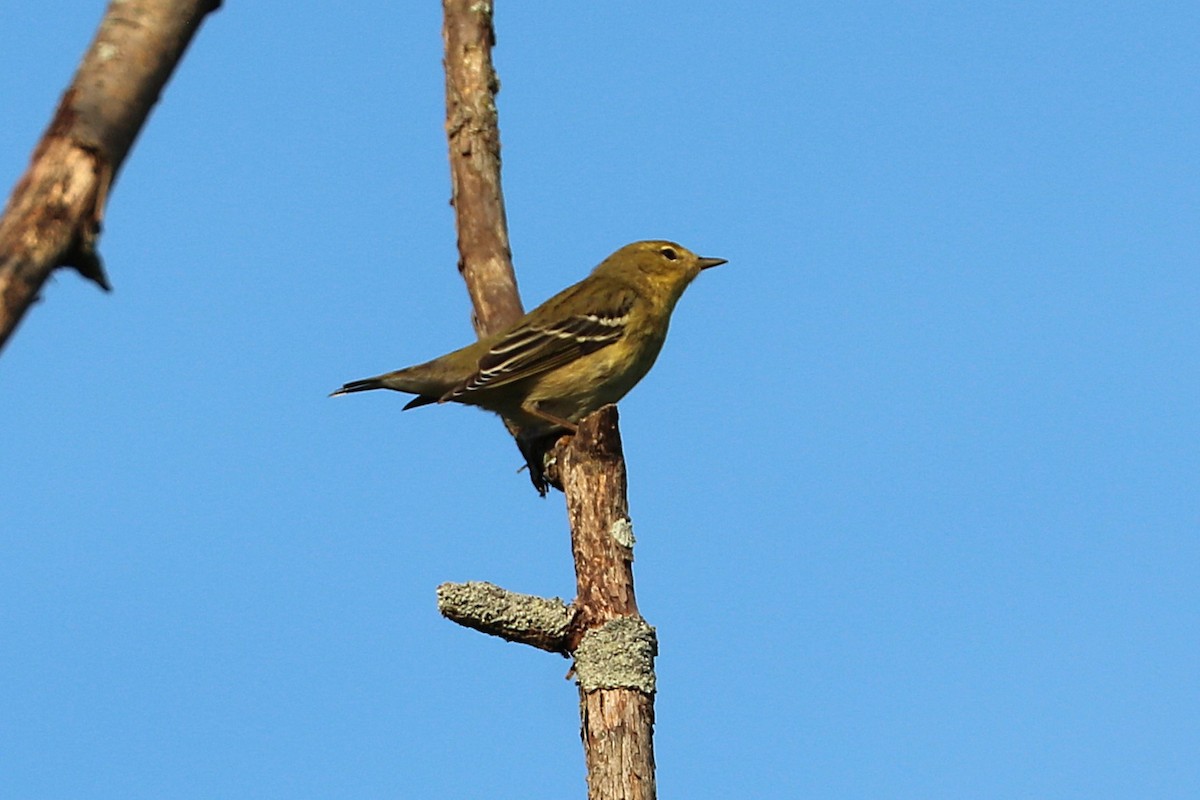 Blackpoll Warbler - ML641966859