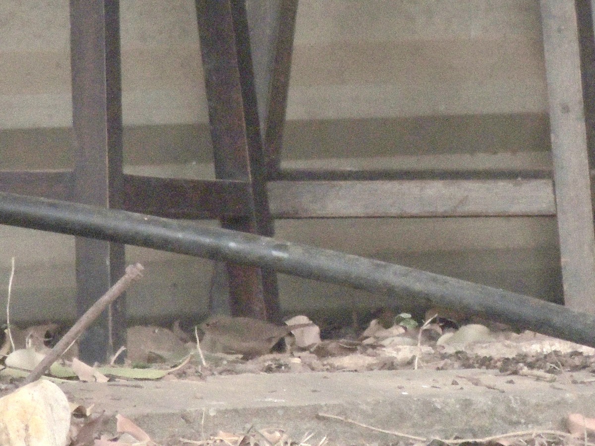 Chochín Criollo Sureño - ML641966874