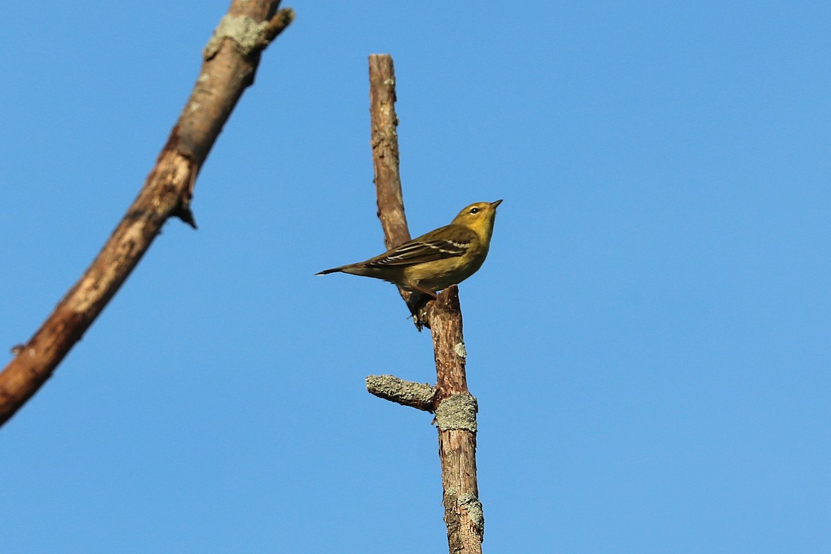 Blackpoll Warbler - ML641966879