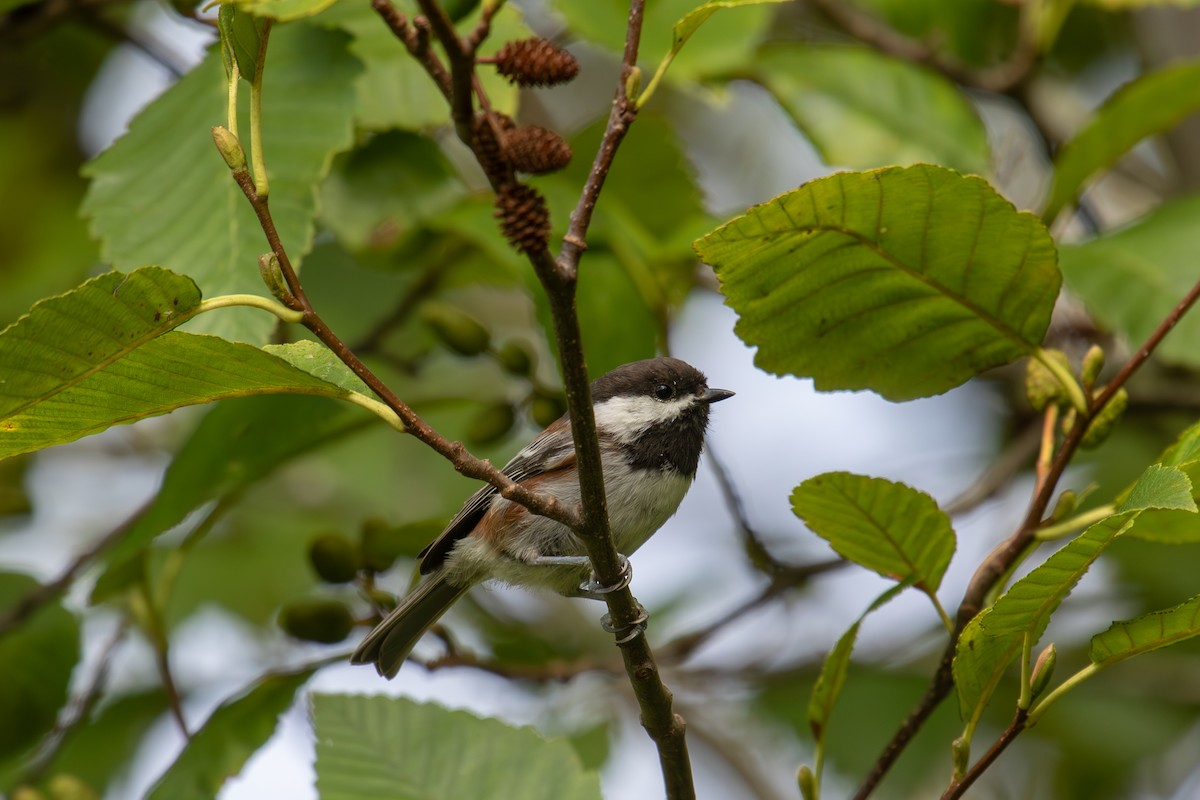 Chestnut-backed Chickadee - ML641966889