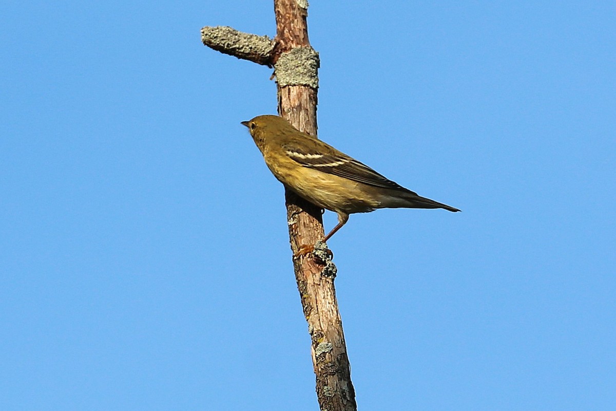 Blackpoll Warbler - ML641966896