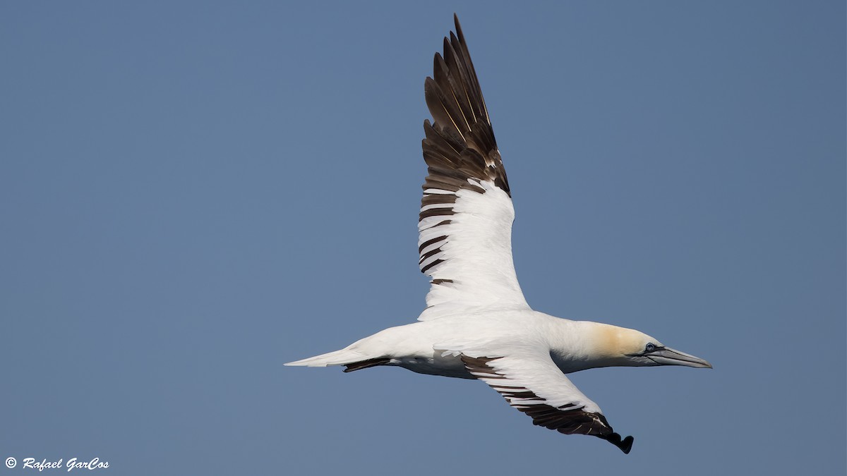 Northern Gannet - ML641966924