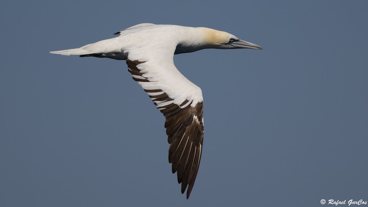 Northern Gannet - ML641966925