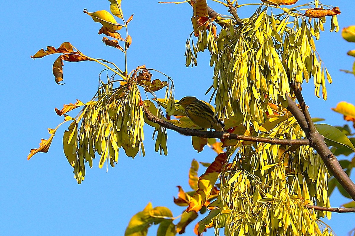 Cape May Warbler - ML641966942