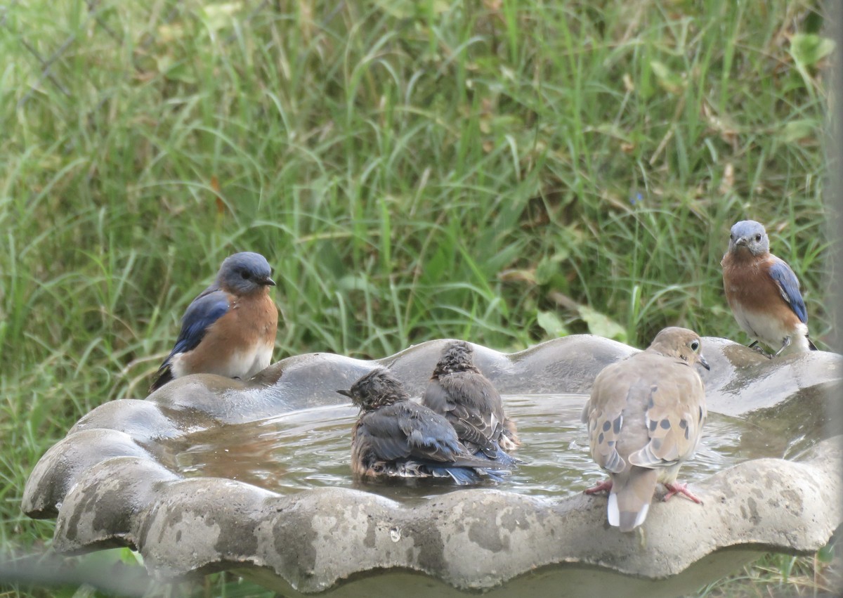 Eastern Bluebird - ML641966949