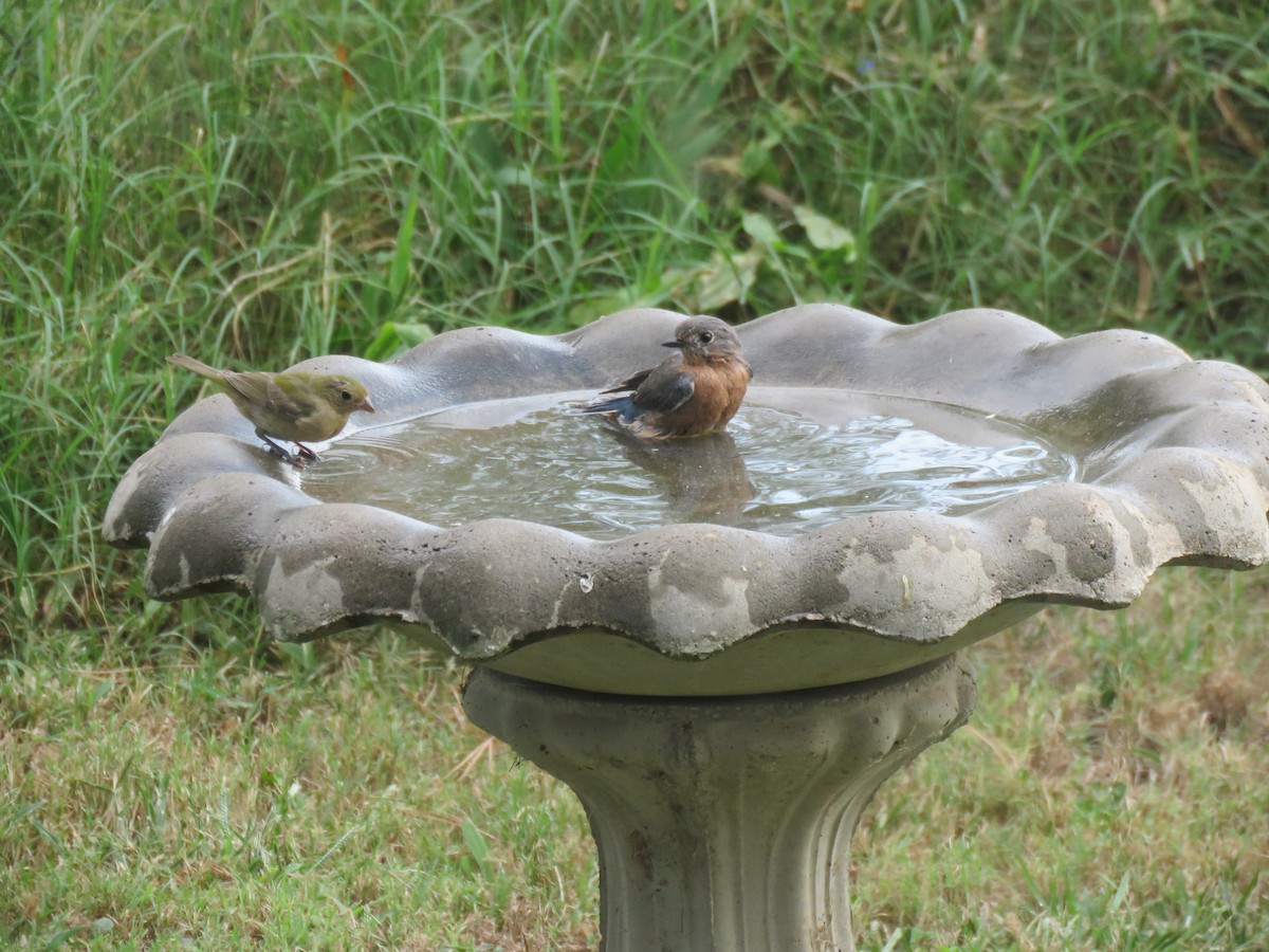 Eastern Bluebird - ML641966950