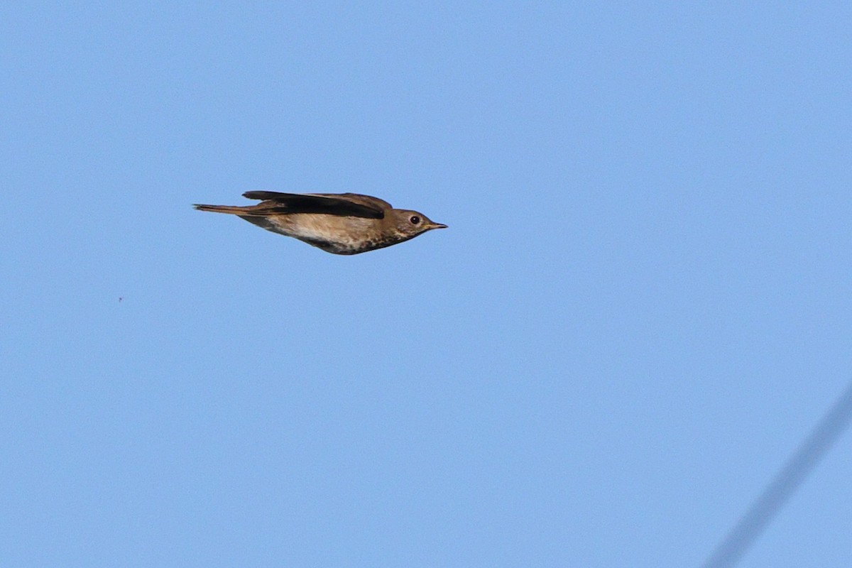 Gray-cheeked Thrush - ML641966962