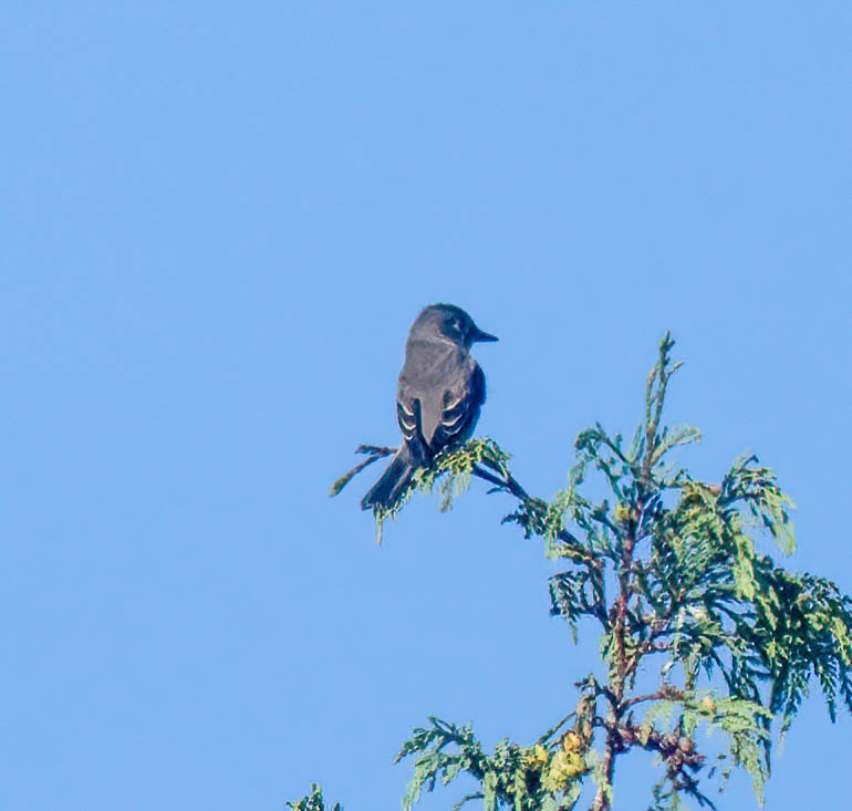 new world flycatcher sp. - ML641966964
