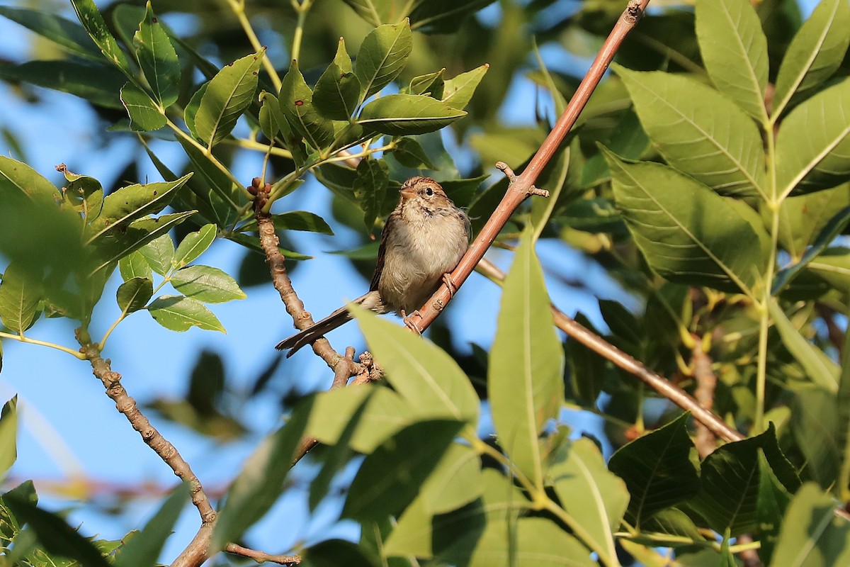 Chipping Sparrow - ML641966969
