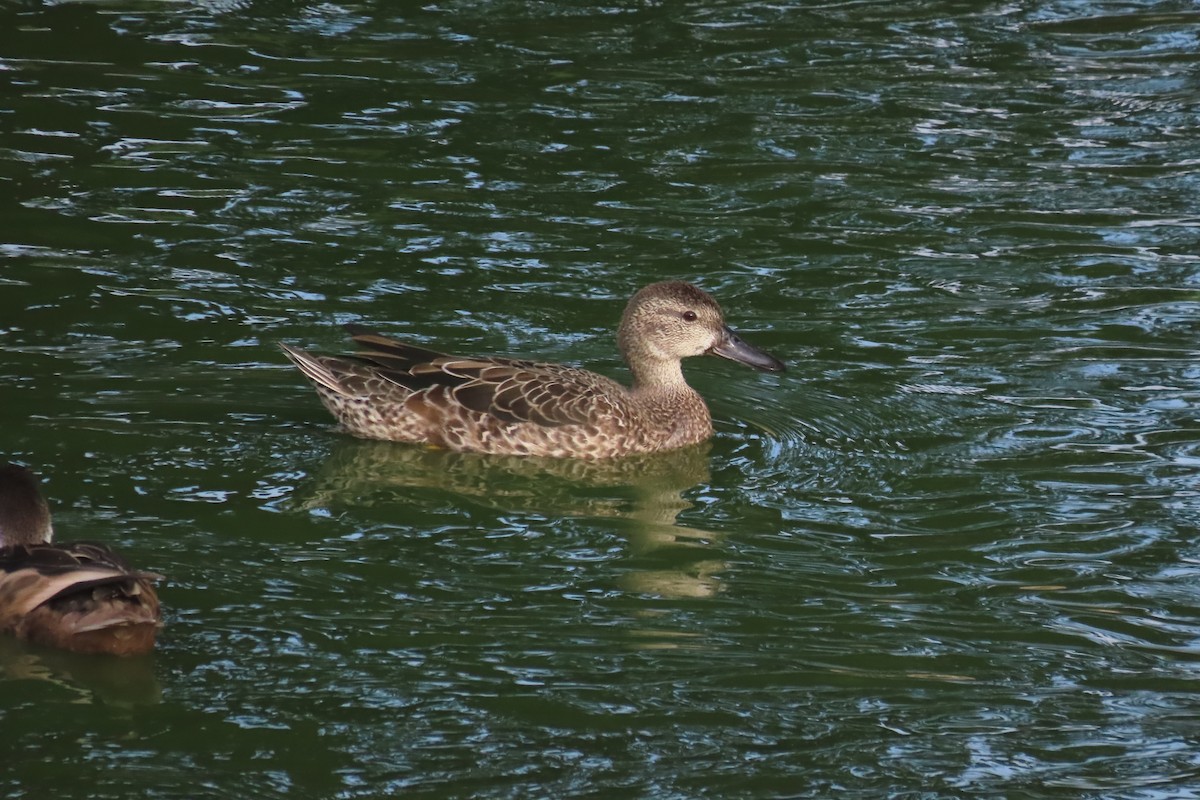 Blue-winged Teal - ML641966970