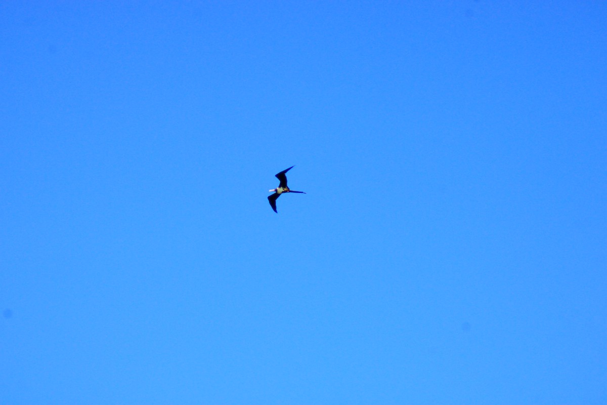Magnificent Frigatebird - ML641966979