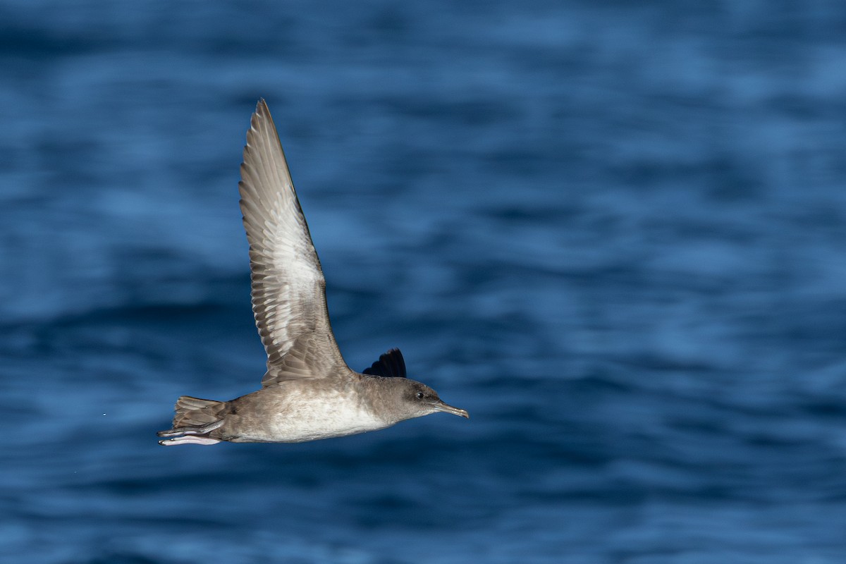 Balearic Shearwater - ML641966983