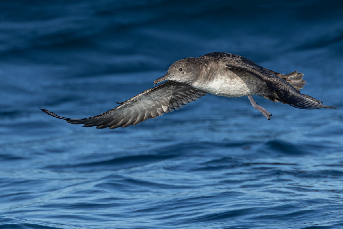 Balearic Shearwater - ML641966984