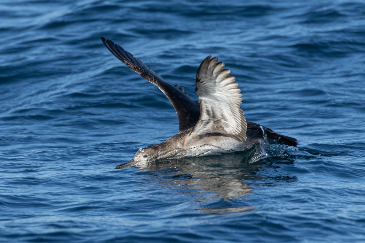 Balearic Shearwater - ML641966985