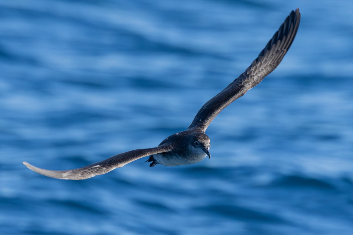 Balearic Shearwater - ML641966986