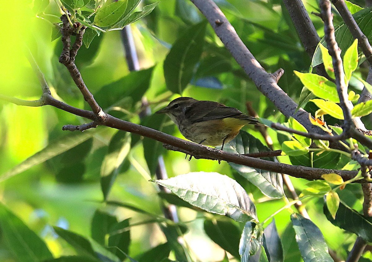 Palm Warbler - ML641967004