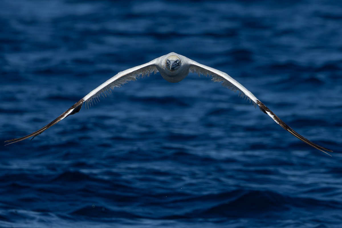 Northern Gannet - ML641967009
