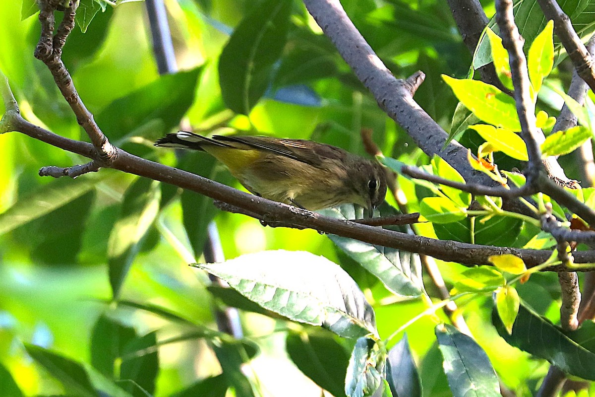 Palm Warbler - ML641967030