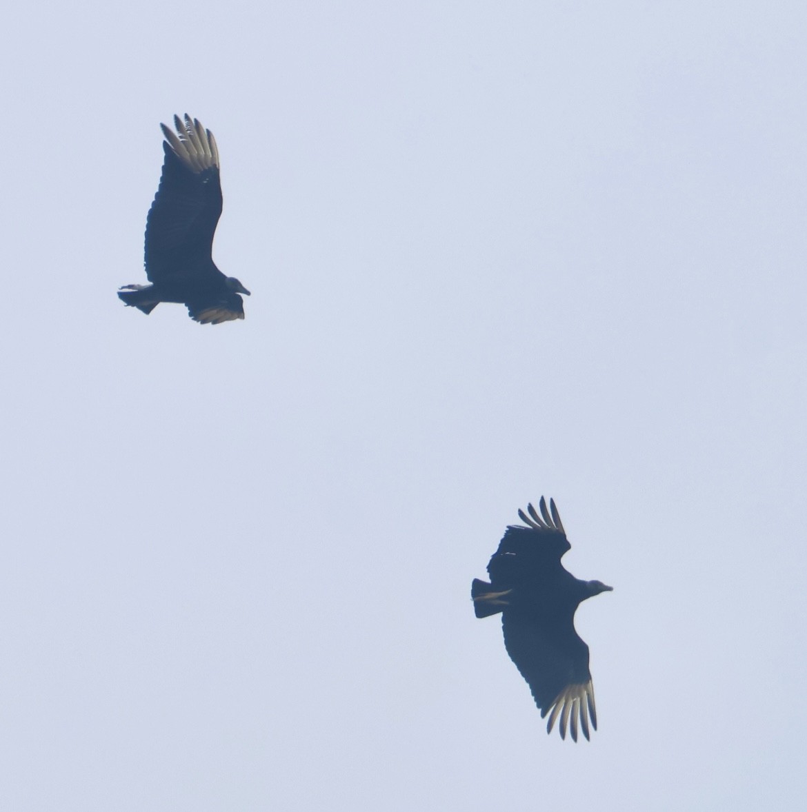 Black Vulture - ML641967065