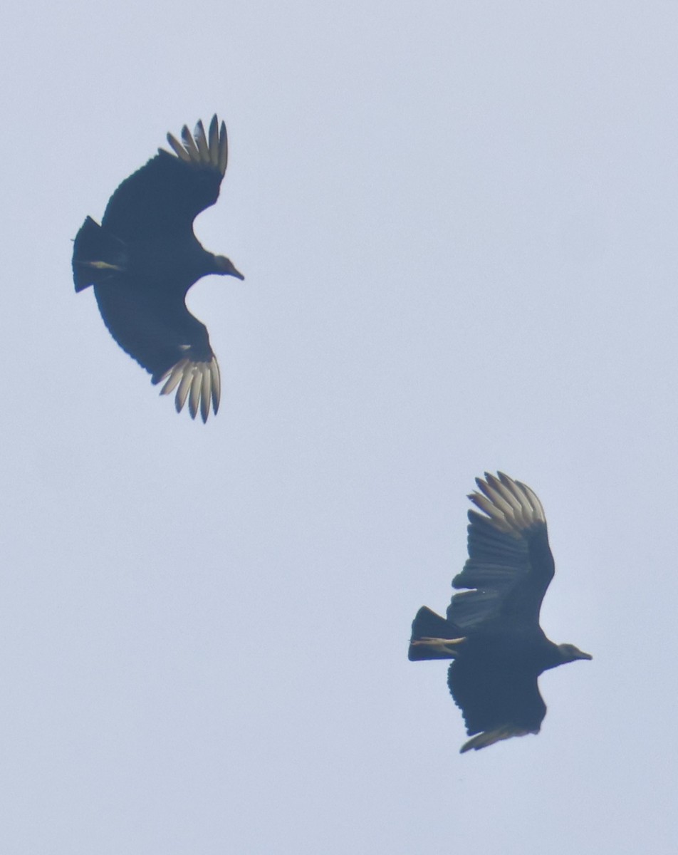 Black Vulture - ML641967066