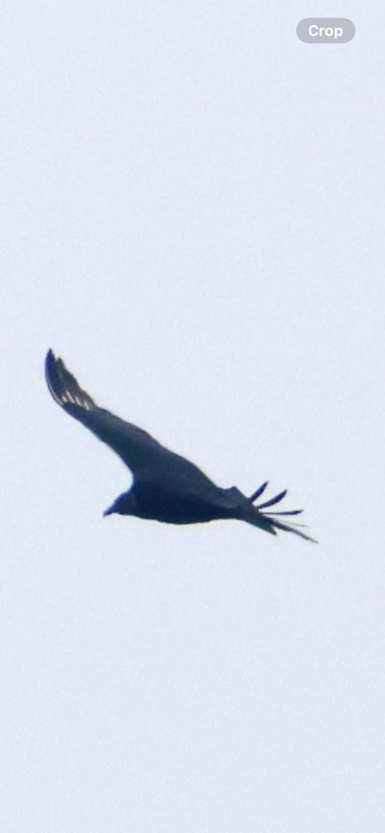 Black Vulture - ML641967067