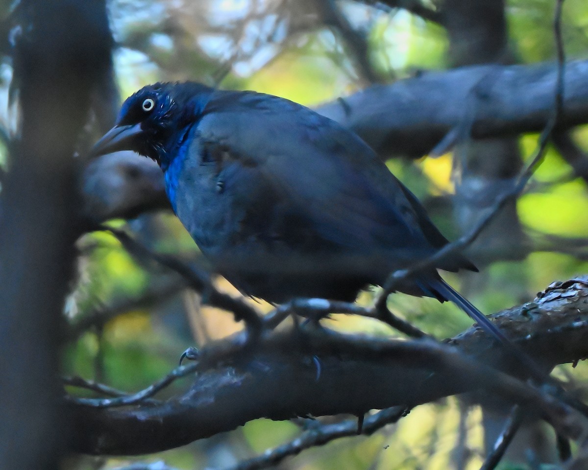 Common Grackle - ML641967074