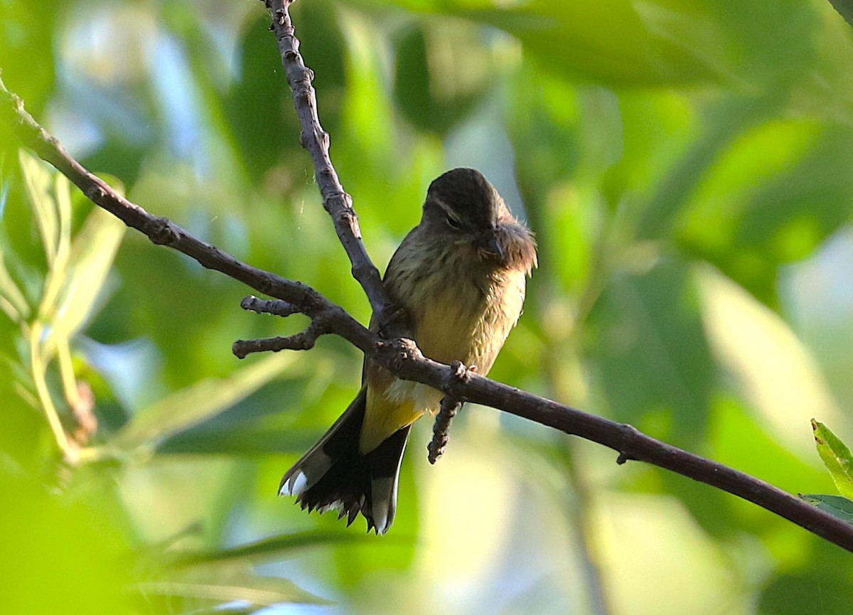 Palm Warbler - ML641967078