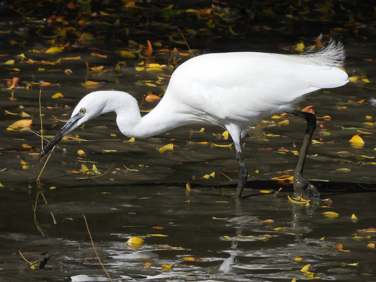 Little Egret - ML641967083