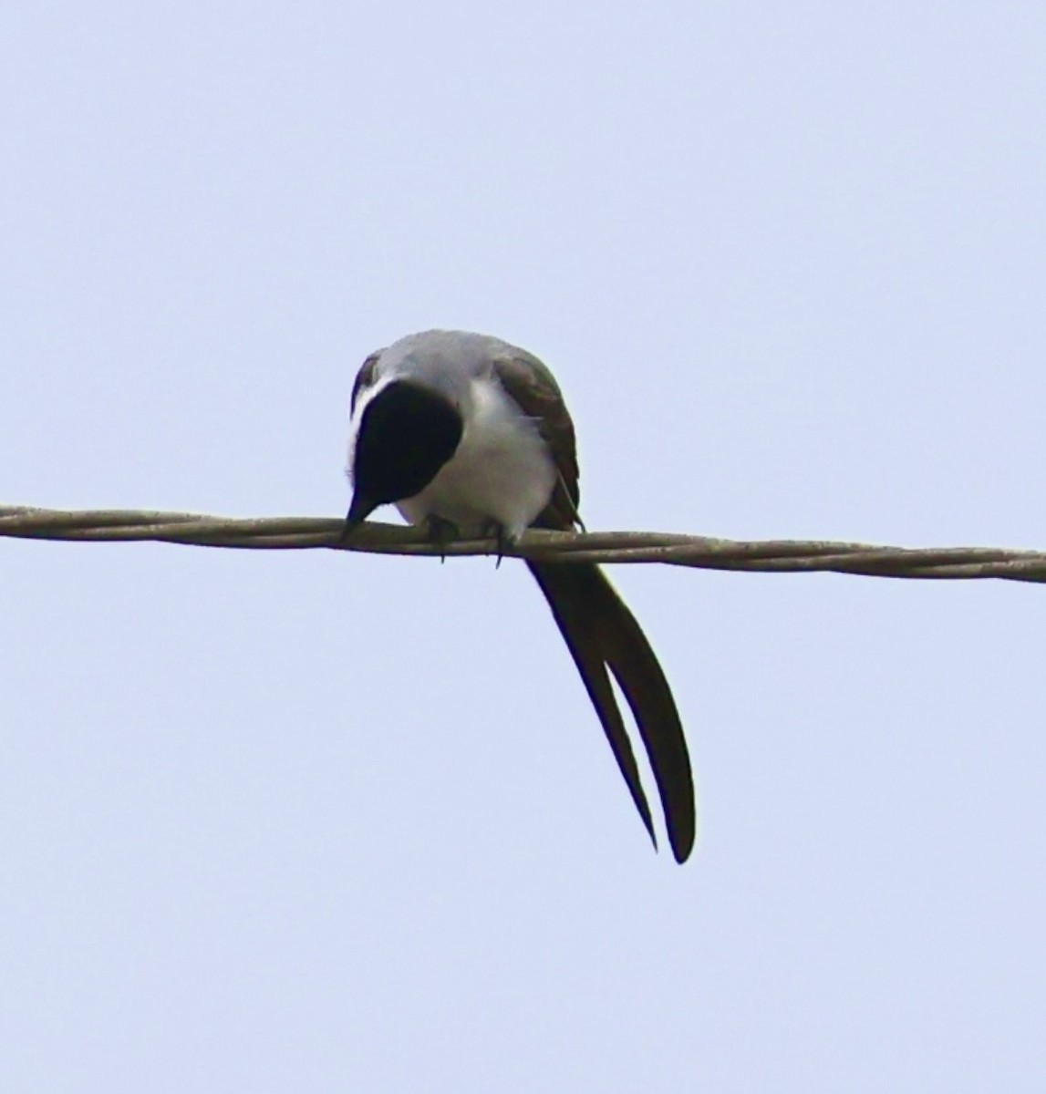 Fork-tailed Flycatcher - ML641967091