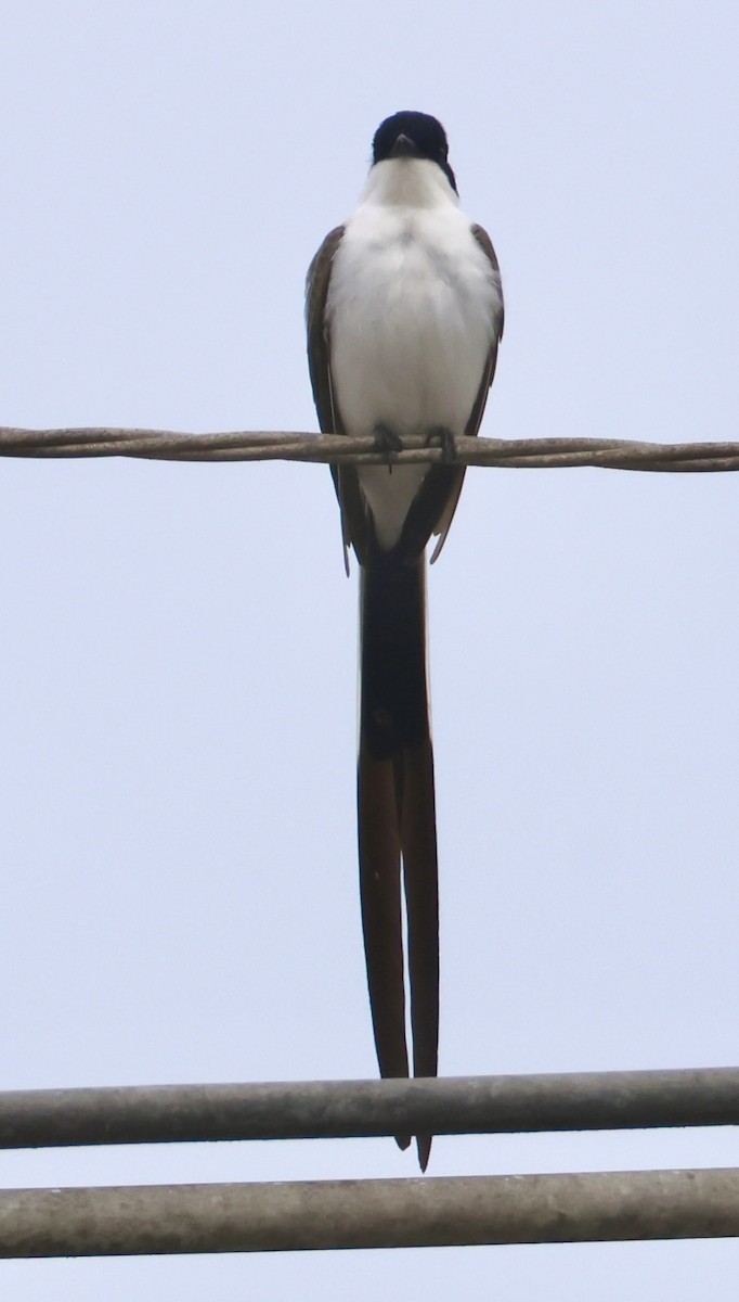 Fork-tailed Flycatcher - ML641967092