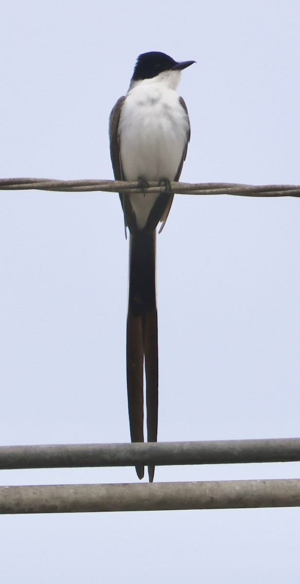 Fork-tailed Flycatcher - ML641967093