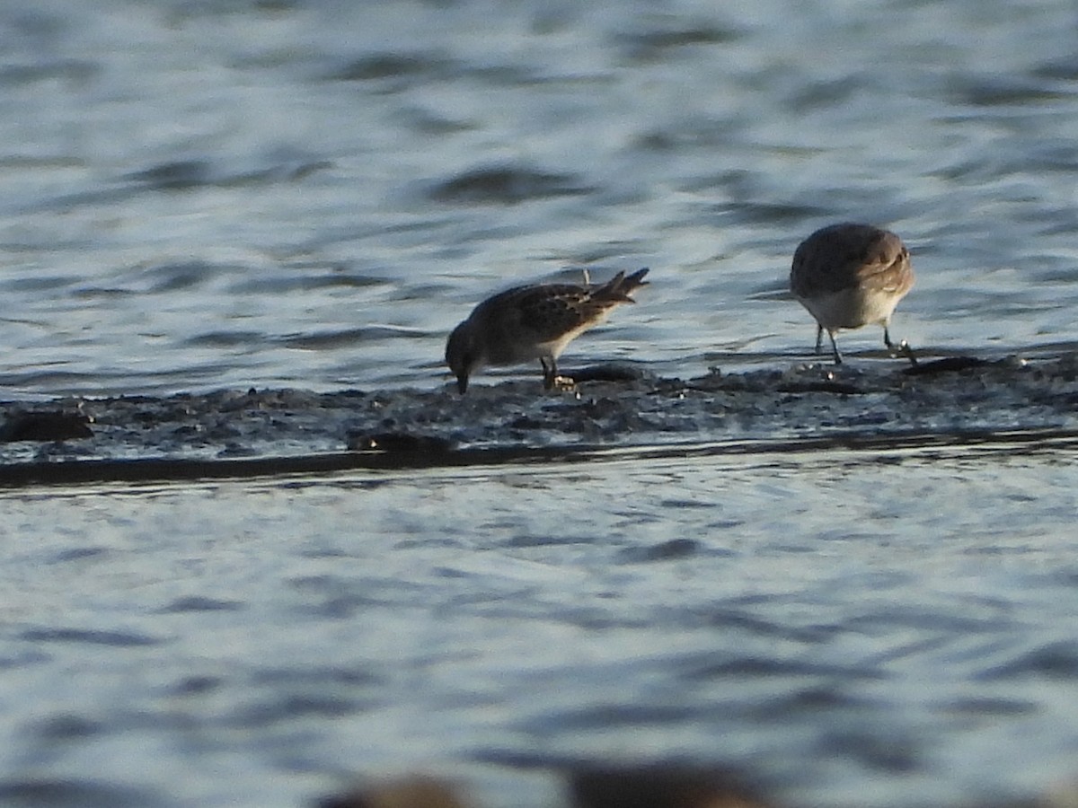 Little Stint - ML641967098