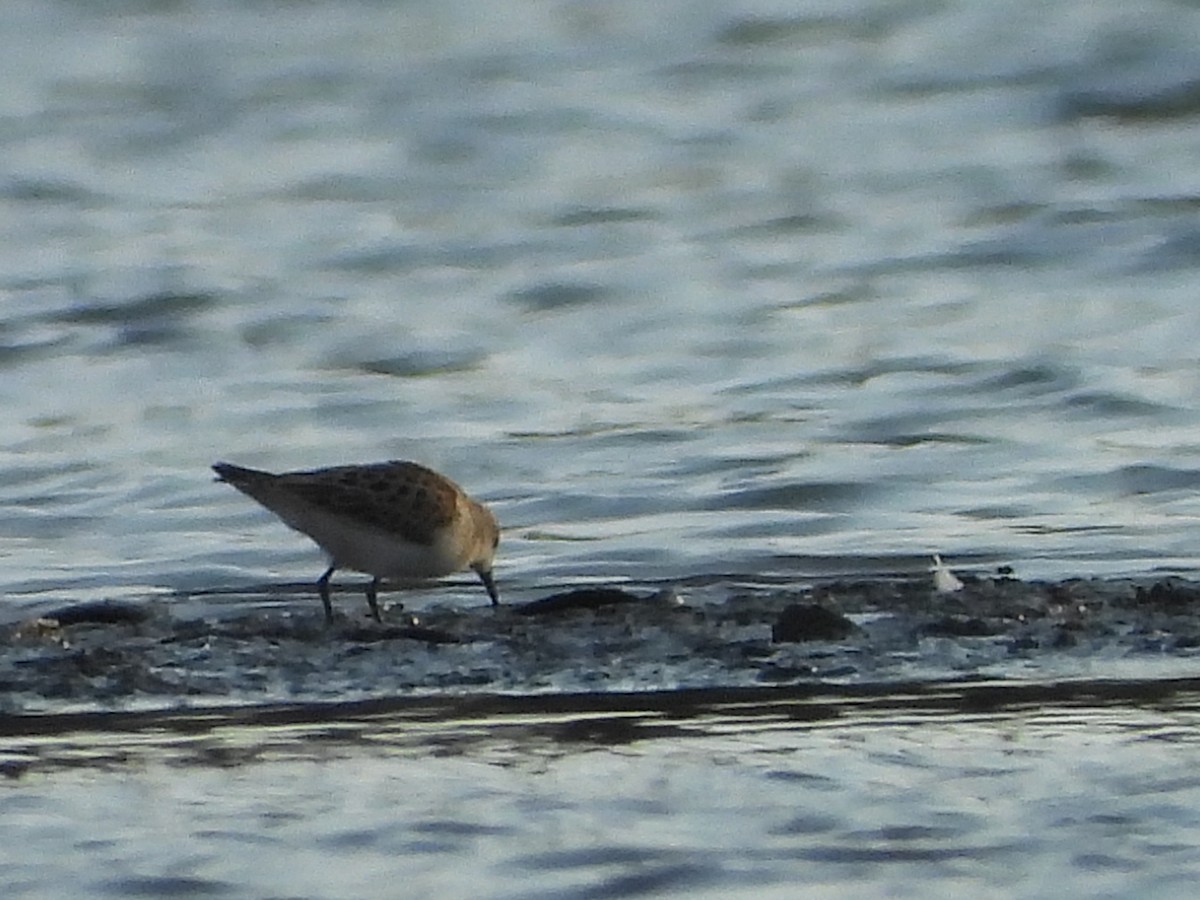 Little Stint - ML641967107
