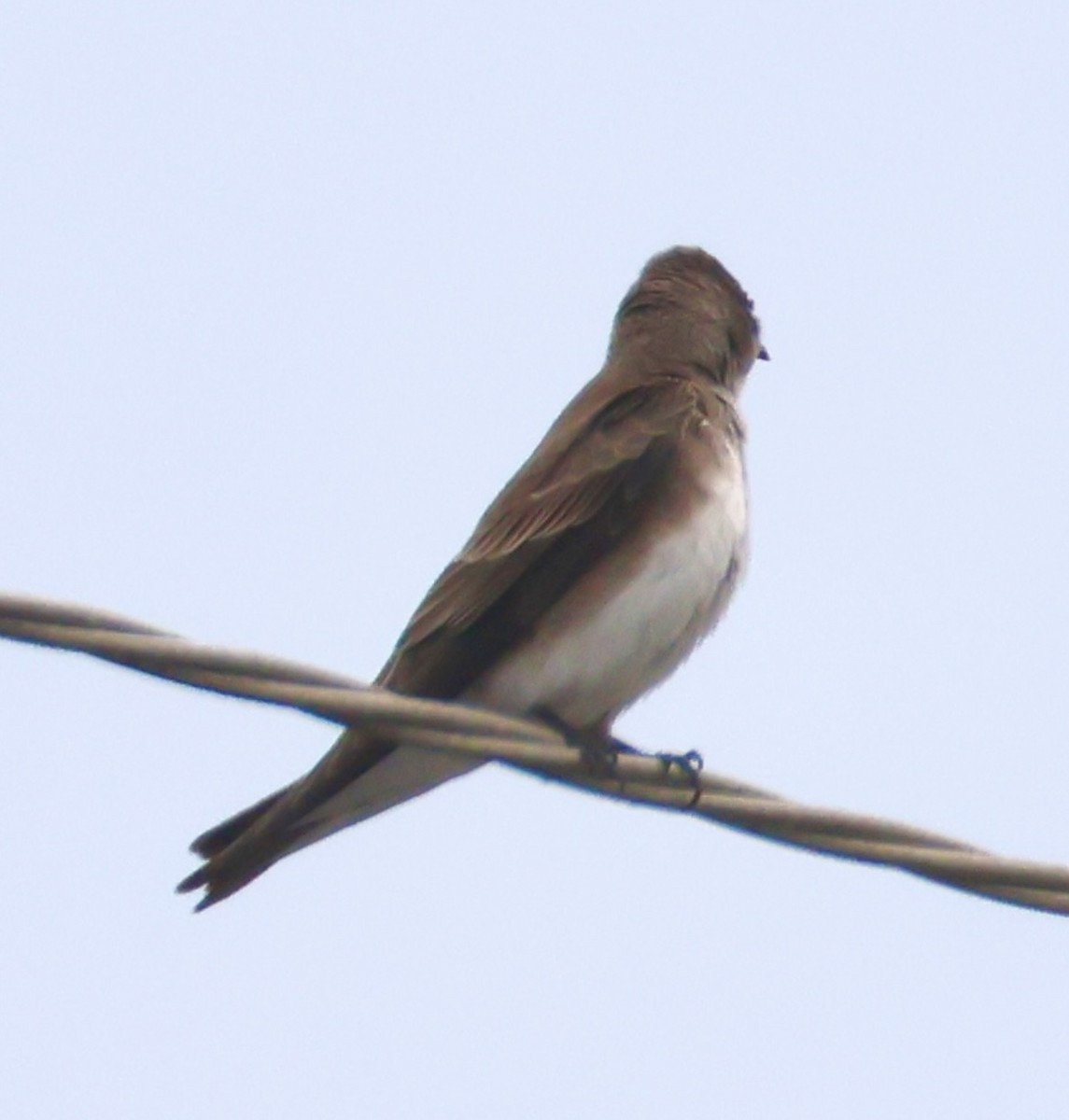Brown-chested Martin - ML641967123