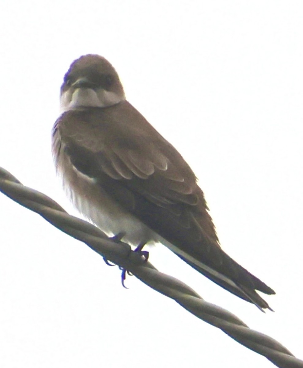 Brown-chested Martin - ML641967124