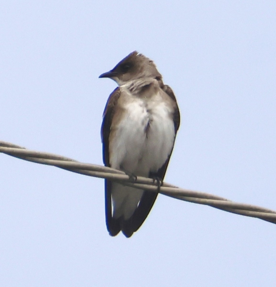 Brown-chested Martin - ML641967125