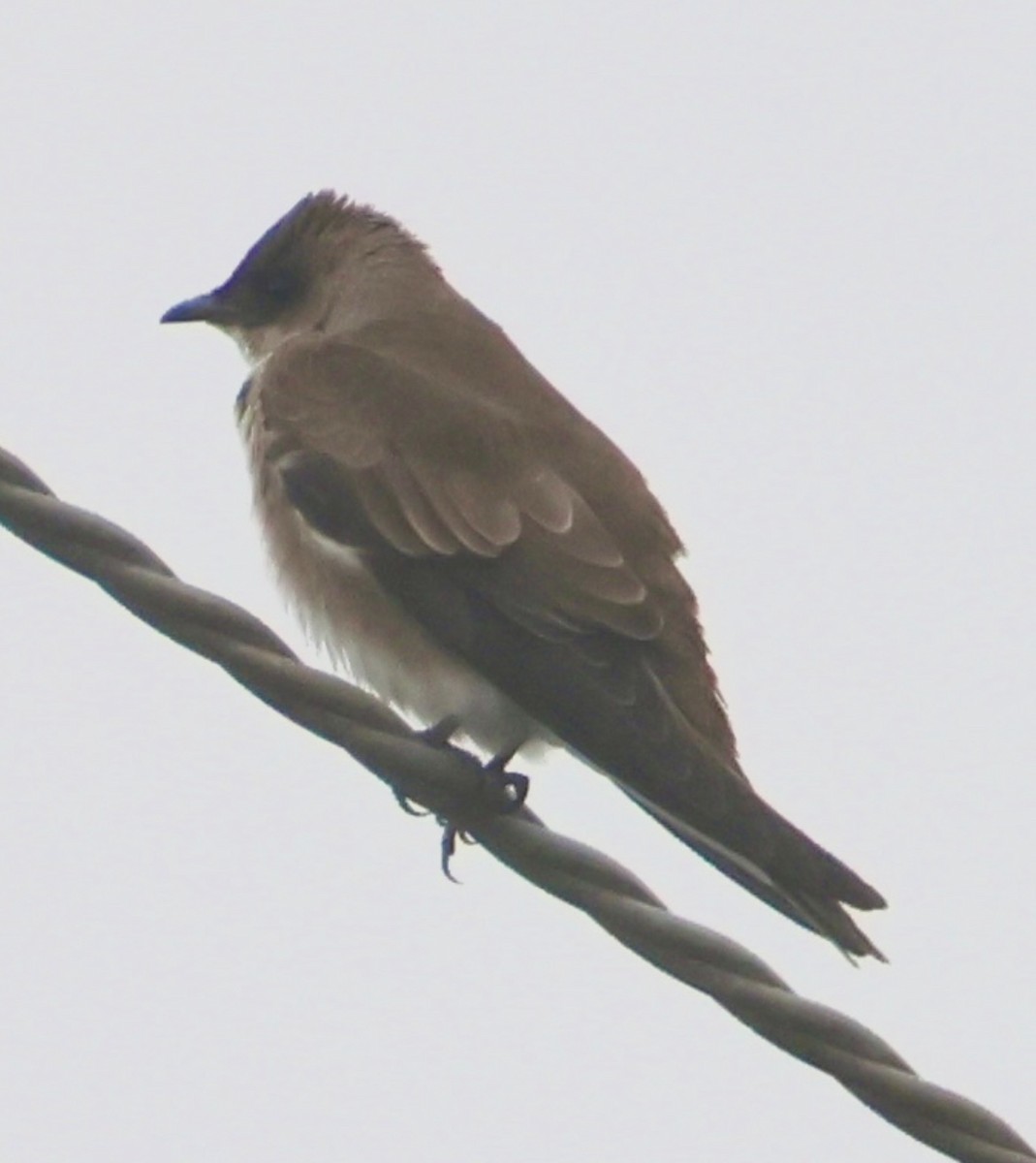 Brown-chested Martin - ML641967126