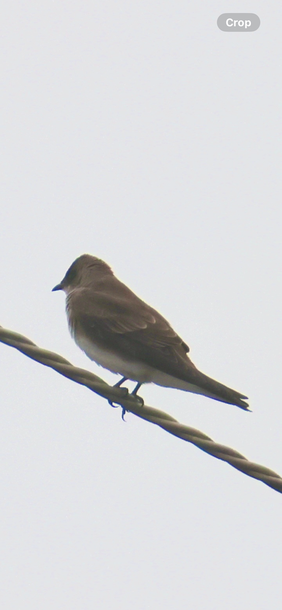 Brown-chested Martin - ML641967127