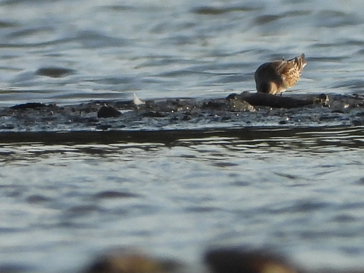 Little Stint - ML641967136