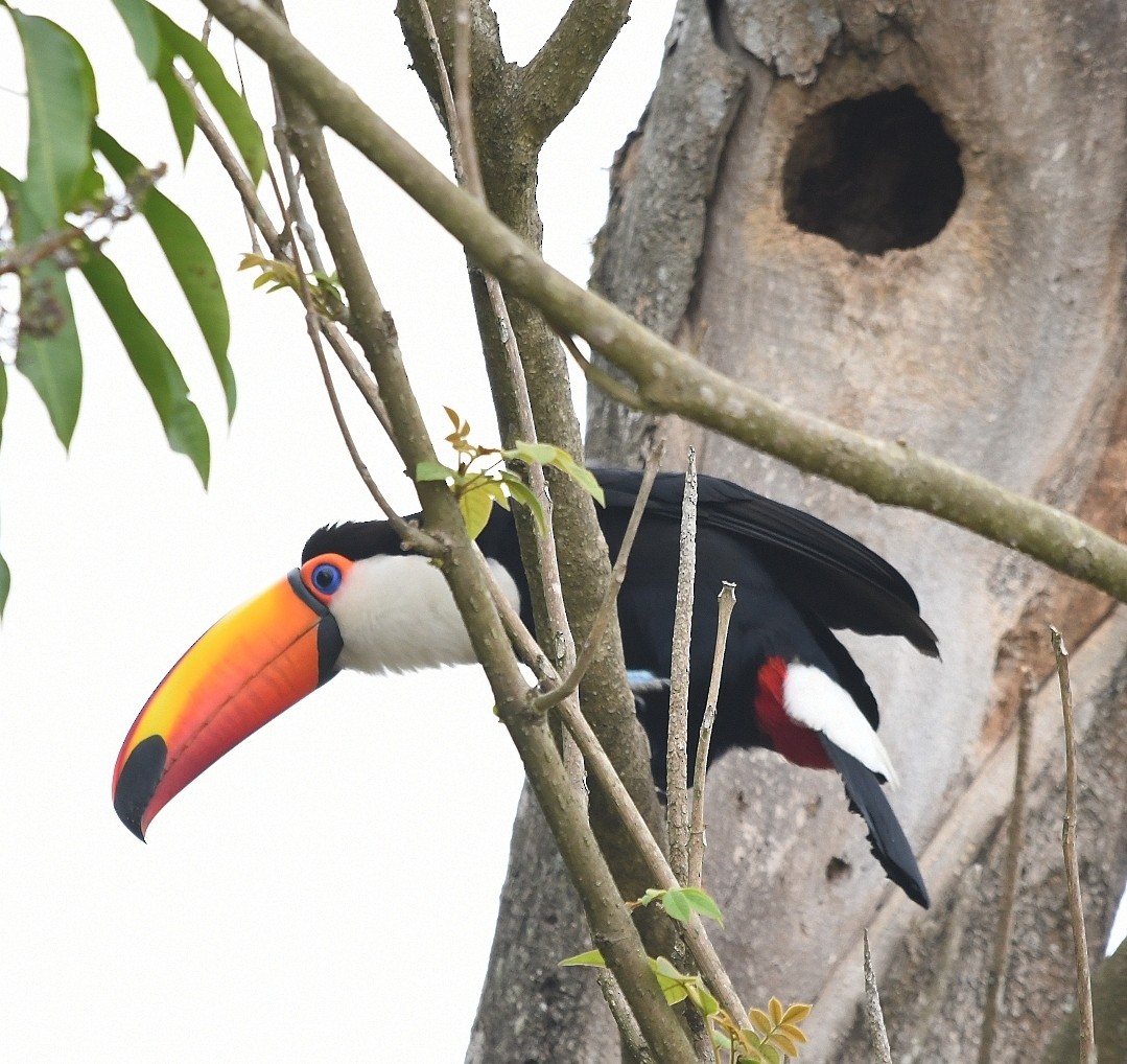 Toco Toucan - ML641967145