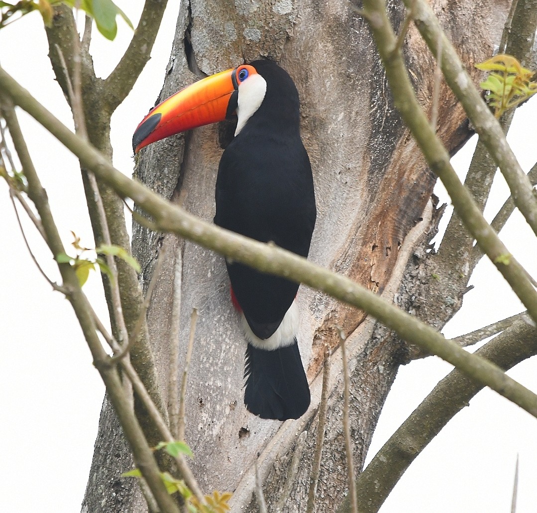 Toco Toucan - ML641967146